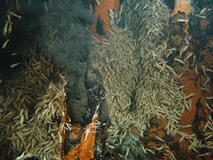 Swarms of the shrimp Rimicaris exoculata bathing in warm waters of an hydrothermal vent of the Mid-Atlantic Ridge. Image couresy Ifremer, Exomar cruise 2005.